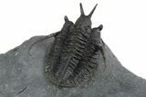 Devil Horned Cyphaspis Walteri Trilobite - Mrakib, Morocco #350513-4
